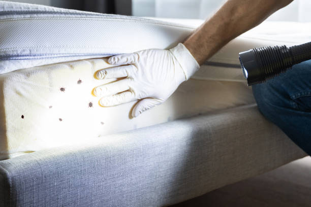 Professional Pest Control in South Duxbury, MA